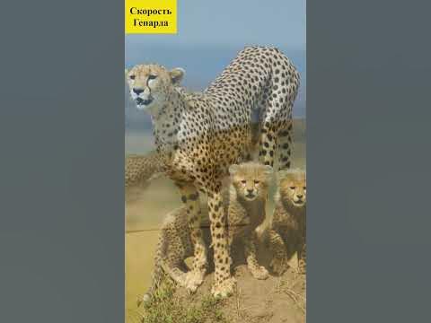Скорость Гепарда - YouTube