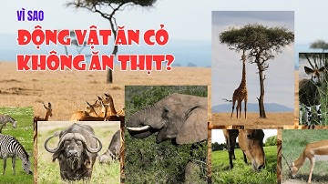 VÌ SAO ĐỘNG VẬT ĂN CỎ KHÔNG ĂN THỊT? TÌM HIỂU ĐẶC ĐIỂM SINH HỌC
