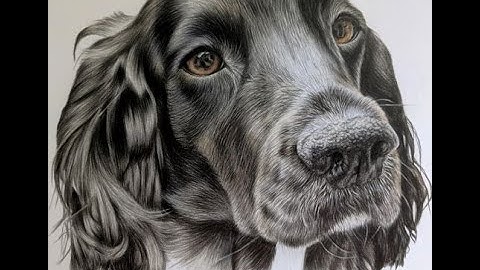 Drawing of Cocker spaniel in coloured pencil Part 6 Drawing spaniel ears partial time lapse tutorial