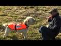 Search and rescue dog becomes Southport Lifeboat's new r... Search and rescue dog becomes Southport Lifeboat's new r...