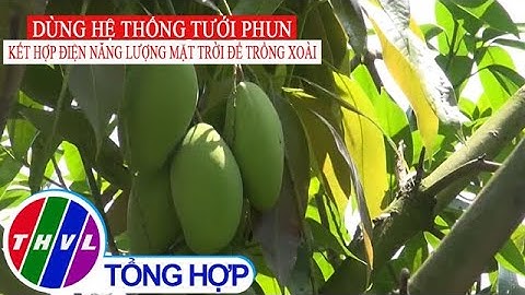 Dùng hệ thống tưới phun kết hợp điện năng lượng mặt trời để trồng xoài