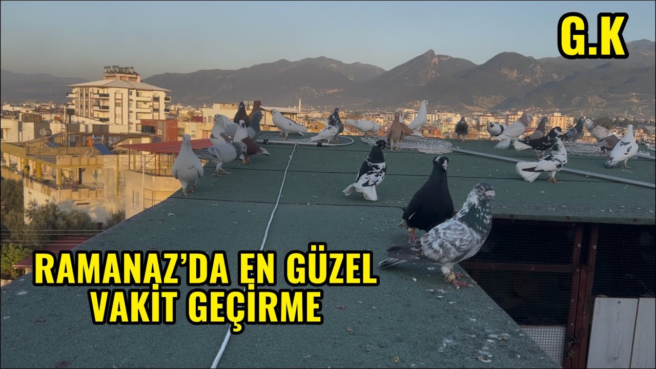 RAMAZANDA EN GÜZEL ZAMAN GEÇİRME GÜVERCİNLERLE İLGİLENMEK .#güvercin 