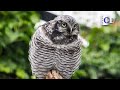 Why are owls suddenly more active in the daytime? The Power of Nature EP.04 | China Documentary