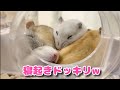 寝てる子ハムの前にひまわりの種置いてみたら･･･w【ハムスター】