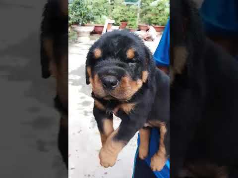 Bán chó rott Đại 0964733539