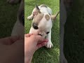 2月16日生まれのフレンチブルドッグ #dog #frenchbulldog #shorts