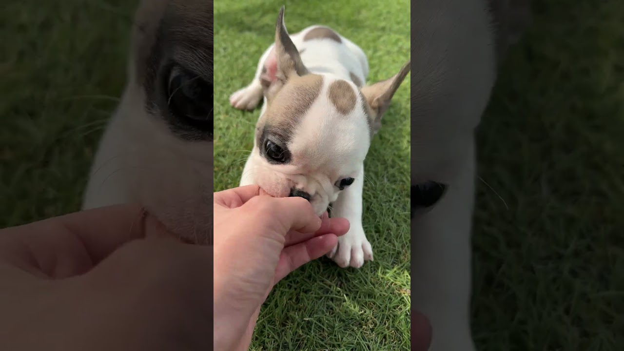 2月16日生まれのフレンチブルドッグ #dog #frenchbulldog #shorts