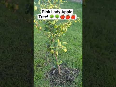 Video: What Are Pink Lady Apples: Lær om Pink Lady-æbledyrkning