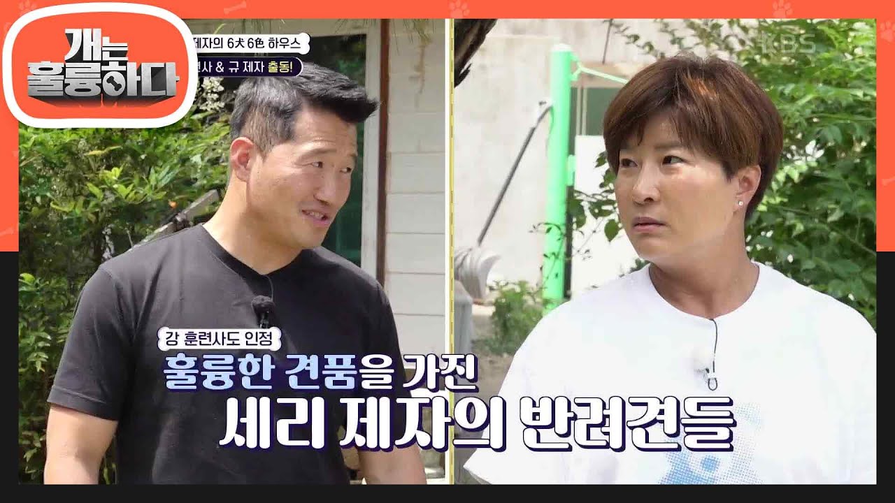 든든한 구세주들 등장😎 강 훈련사도 인정! 훌륭한 견품을 가진 세리 제자의 반려견들 [개는 훌륭하다/Dogs Are Incredible] | KBS 230626 방송