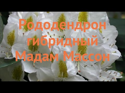 Видео: Байраа сонгох, Rhododendrons тарих, ургах нөхцөл