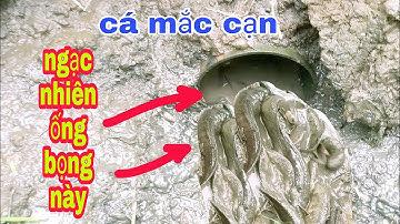 BẮT CÁ CẠN ĐƯỜNG NƯỚC RUỘNG KHÔNG NGỜ ỐNG BỌNG CÁ NHIỀU GHÊ  | Phúc TV 84/catch fish