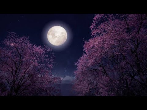 To the moon (official music)🎶
