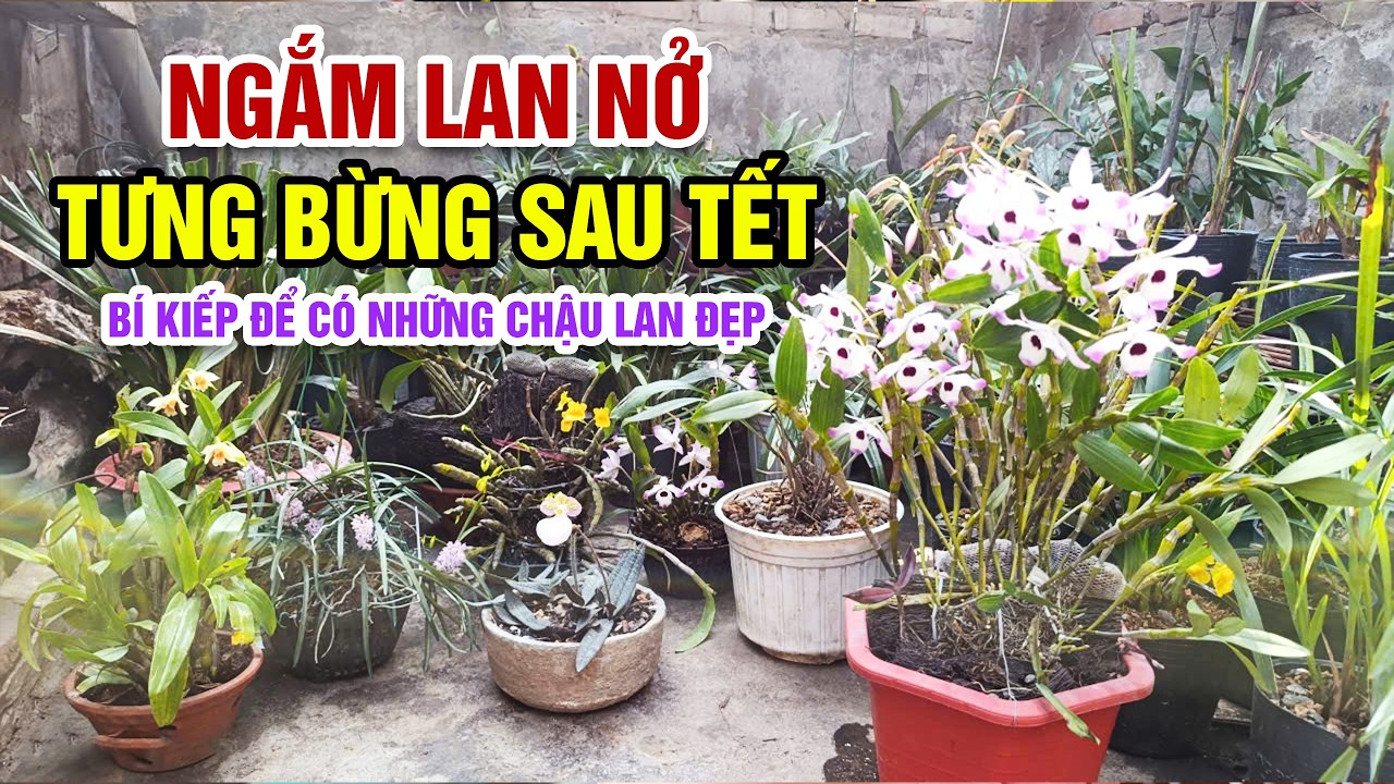 Vẻ đẹp của từng loại lan đang nở trong vườn em cương
