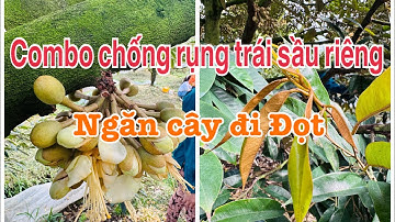 Combo chống rụng trái sầu riêng ngăn cây đi đọt 