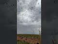 One Big Spin of West Texas Specklebellies😱 #thebighonkerpodcast
