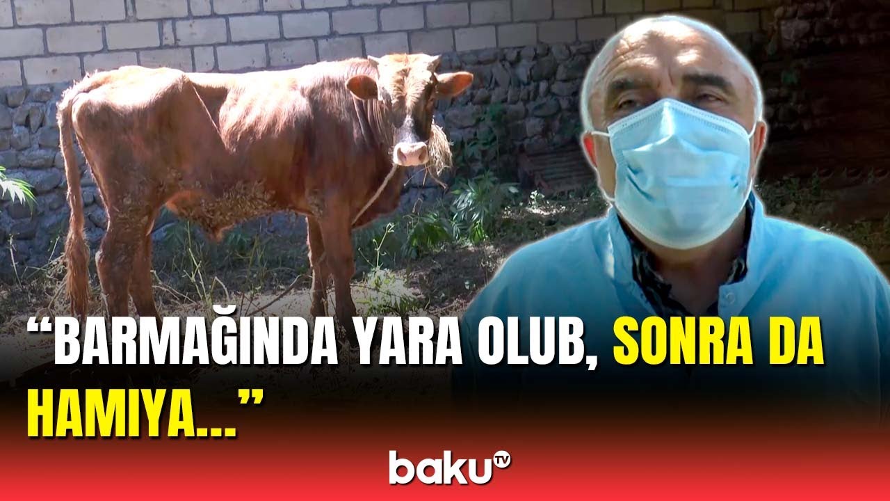 Qarayara xəstəliyi görün necə yayıldı | Baytar detalları danışdı