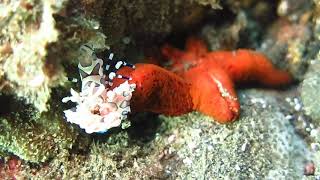Harlequin shrimp eating a sea star