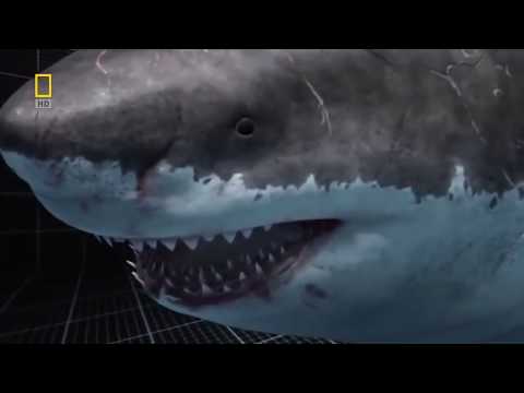 Megalodon Documentary-King of the Seas (Full Documentary)