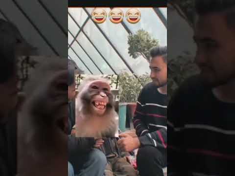 یی کون هی البته به زبان هندی معنای این را میدهد که من کیستم در زبان دری ما و شما معنای خود داره