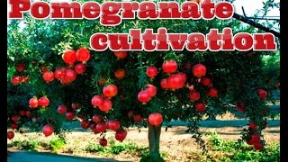 Pomegranate Cultivation Success Story - Paadi Pantalu