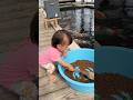餌仕込みに忙しそうです😅 #koi #錦鯉飼育 #丸筑魚苑