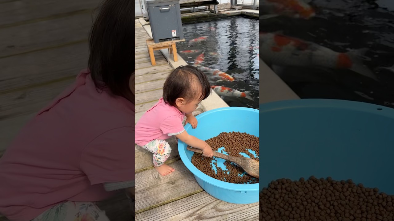 餌仕込みに忙しそうです😅 #koi #錦鯉飼育 #丸筑魚苑