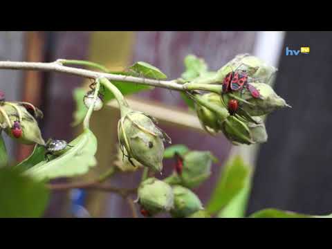 Videó: Növekvő Hippeastrum: Gondozás, Szaporodás és Kártevők