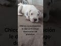 cuanto le dan#humor #perros #argentina
