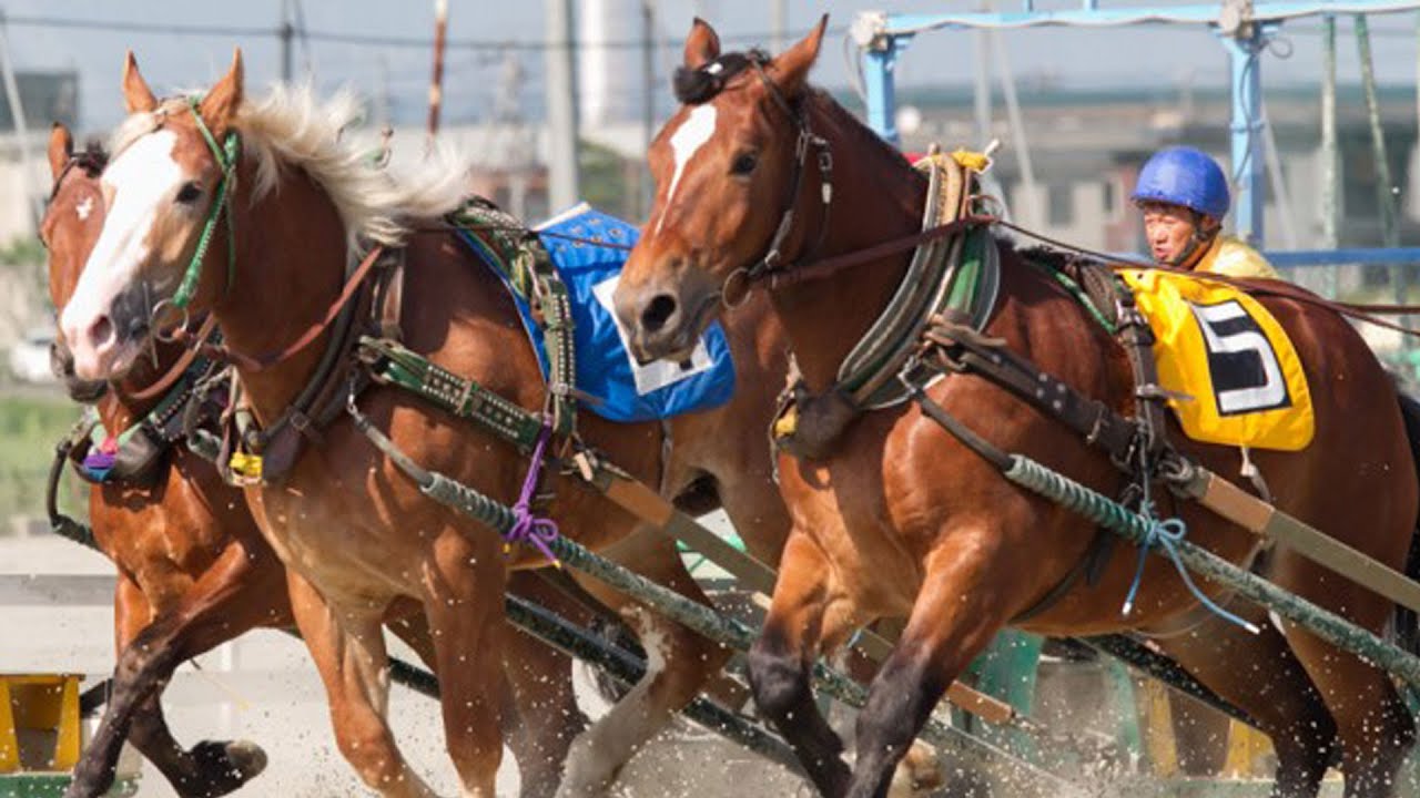 Détente - Le Ban'ei, le cheval des spectaculaires courses « ban-ei ...