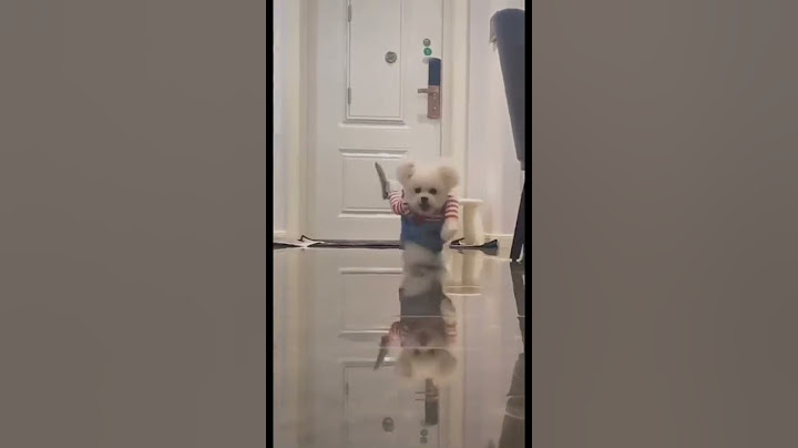 狗狗也要過萬聖節 小狗恰吉來了