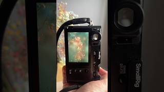 The Fujifilm X100Vi Does This So Well. Shot Straight Out Of Camera