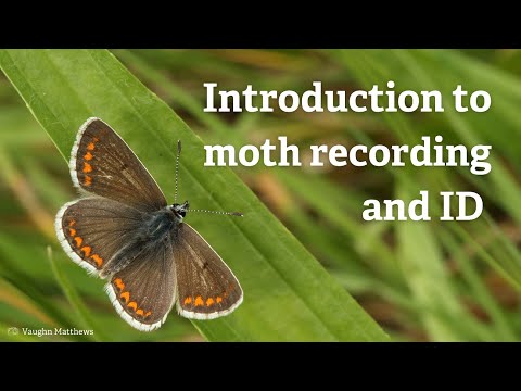 Vídeo: Tortrix Moth Lifecycle: Identificação e tratamento da lagarta da mariposa Tortrix