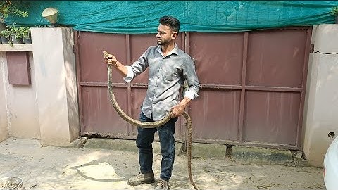 helping a snake stuck in a fishing net#ratsnake#TheRescuer#Kiran