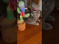 🙀 SCARED CAT: reaction to a dancing cactus 🌵#cactusmusic