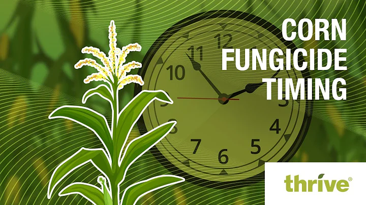 Corn Fungicide Timing