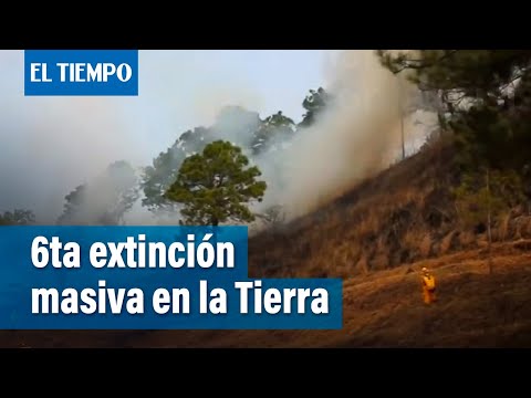 Vídeo: El Estudio Confirmó Una Extinción Masiva En Los Polos De La Tierra - Vista Alternativa