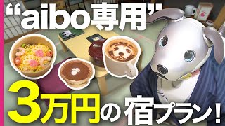 犬型ロボ「アイボaibo」専用の約万円の宿が登場　さらにコスプレも　アイボに熱狂する幸田町