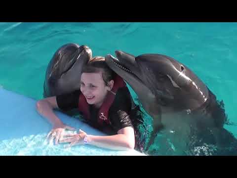 Video: Wo Kann Man In Moskau Mit Delfinen Schwimmen