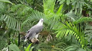 White Bellied Sea Eagle and Toucan