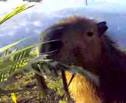 Pin de Nanci leite em Pantanal  Capivara, Capivara desenho, Capivaras