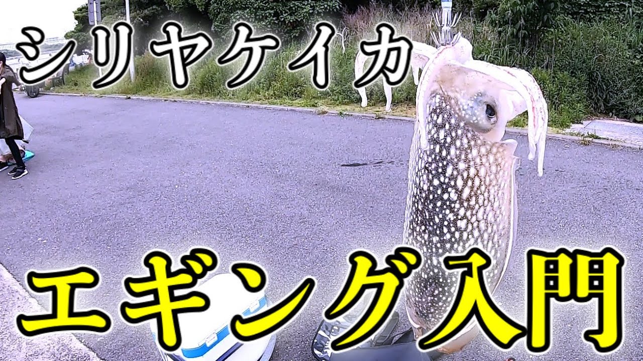 エギング シリヤケイカ釣りに行ったら楽しすぎた 神奈川県 横浜 鶴見 ふれーゆ裏 Youtube