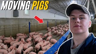 Sorting The Bacon Seeds