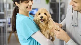 How To Give Your Dog A Longer, Healthier Life
