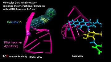 Molecular Dynamic Simulation of Berubicin Interaction with DNA hexamer d(CGATCG) Part 2