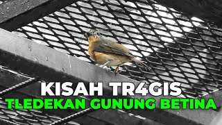 AKHIR YANG TR4GIS UNTUK KISAH TLEDEKAN GUNUNG BETINA