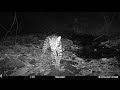 Camera Trap footage Ocelot in Drake Bay, on the Osa Peninsula of Costa Rica - April 6, 2020 part II
