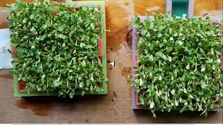 Seed Experiments Using Outgassed Water
In this video, I show the results of my seed experiments where my starting conditions are water that had been outgassed for a week. The results are quite a bit different than the last experiment as you will see. Seed Experiments Using Outgassed Water