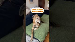 Animal Lovers meet Flint our Scottish Greyhound #dogshorts #animallovers #petlover #pet #greyhound