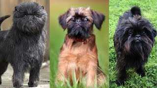 Affenpinscher  Funny and Cute dog video compilation in 2022.