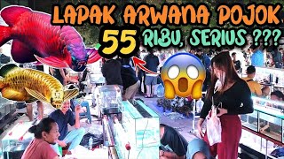 MURAH BANGET !!! Harga ikan Arwana 55 ribu || Update Harga Arwana di pasar ikan hias jatinegara